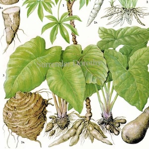 Mandioca Arrowroot Taro Tannia Gráfico Raiz Vegetal Comida Botânica Litografia Ilustração Para Sua Cozinha Vintage 181