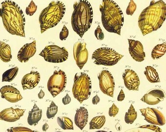洋書 Shells - Classic Natural History Prints Vintage scientific illustration Set of 2 seashell natural