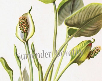 Calla palustris - Etsy España