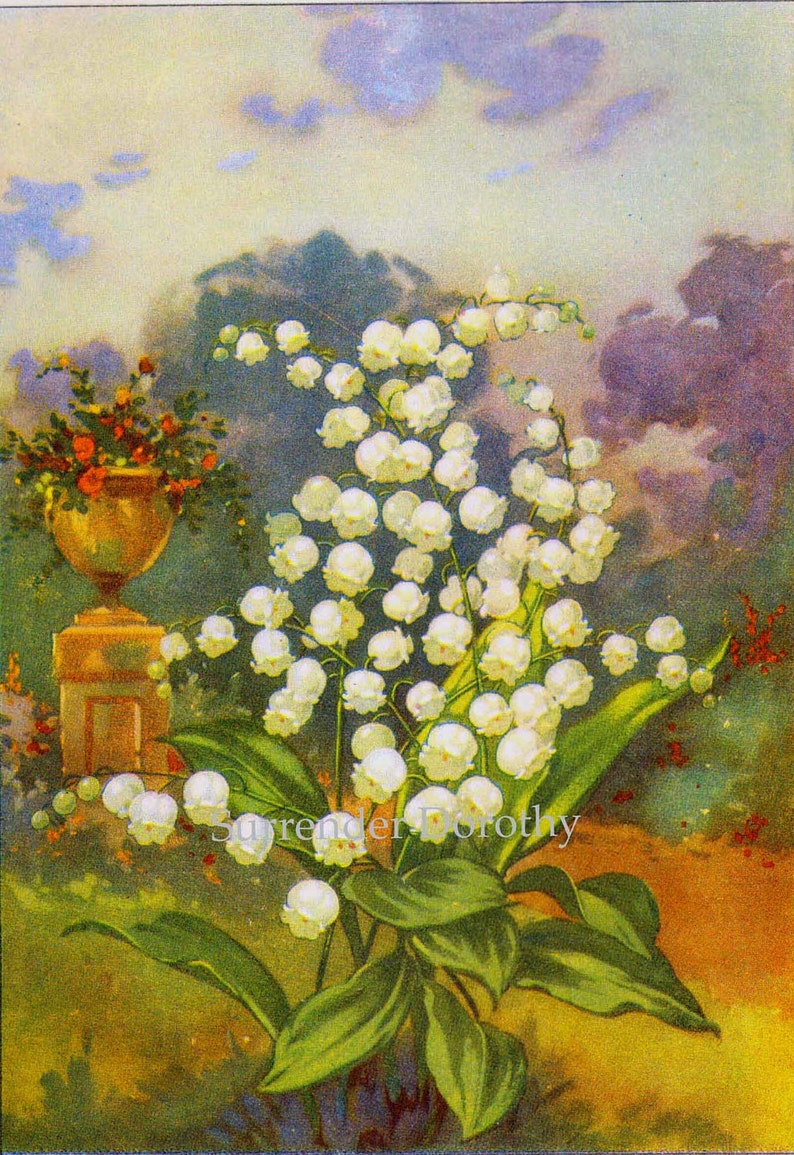 Lily Of The Valley Flowers 1920s Country Cottage Garden Vintage Botanical Lithograph Print To Frame image 2