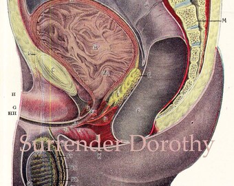 Genitales masculinos Anatomía humana Ilustración Gentleman's Naughty Bits Original 1920s Chart