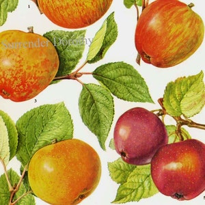 Illustrazione della litografia botanica alimentare di Apples Laxton's Fortune Fruit Chart per la tua cucina vintage 55