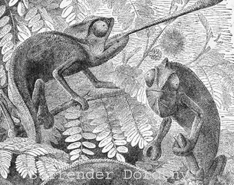 Chameleon Tongue Tricks 1892 Victorian Herpetology Natural History Engraving Antique Art Print To Frame Black & White