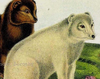 Arctic Fox inverno estate cappotti John J Audubon stampa vintage animali selvatici litografia al telaio