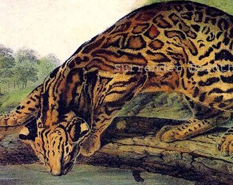 Ocelot Leopard Big Cat Lithograph John J Audubon Wild Animal Natural History Illustration To Frame