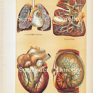 Human Anatomy Heart Liver Stomach Lung Vintage Medical Lithograph Chart 1908 Original image 5