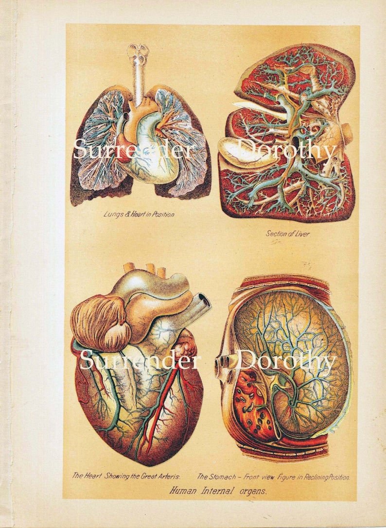 Human Anatomy Heart Liver Stomach Lung Vintage Medical Lithograph Chart 1908 Original image 5