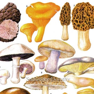 Edible Mushrooms Vegetable Food Chart Botanical Lithograph Illustration For Your Vintage Kitchen