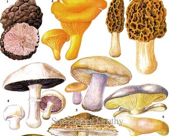 Edible Mushrooms Vegetable Food Chart Botanical Lithograph Illustration For Your Vintage Kitchen