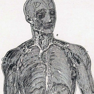 Lymphatic System Human Anatomy Vintage Edwardian Antique Medical Chart To Frame 1908 Black & White