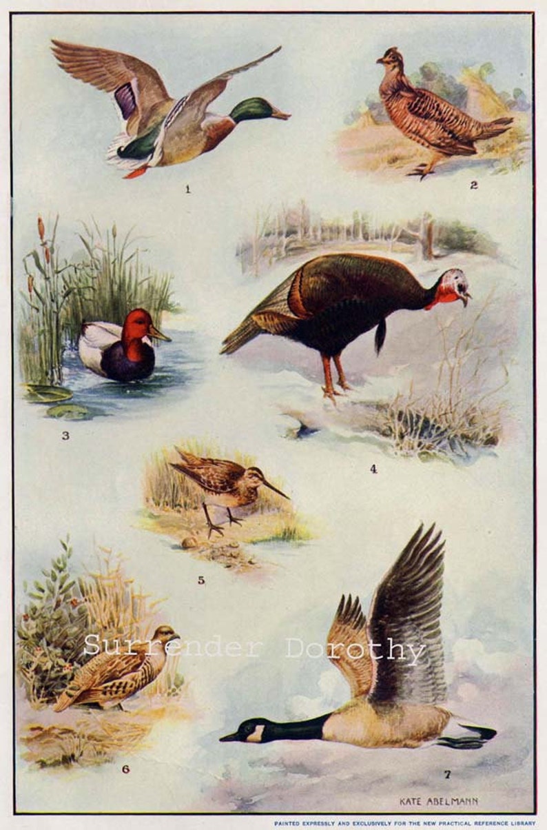 Game Birds North America Chart Natural History Lithograph Art Etsy