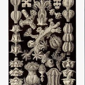 Asteridea Starfish Formations & Barnacles Haeckel Vintage Print Natural History Oceanography Victorian Scientific Lithograph To Frame image 4