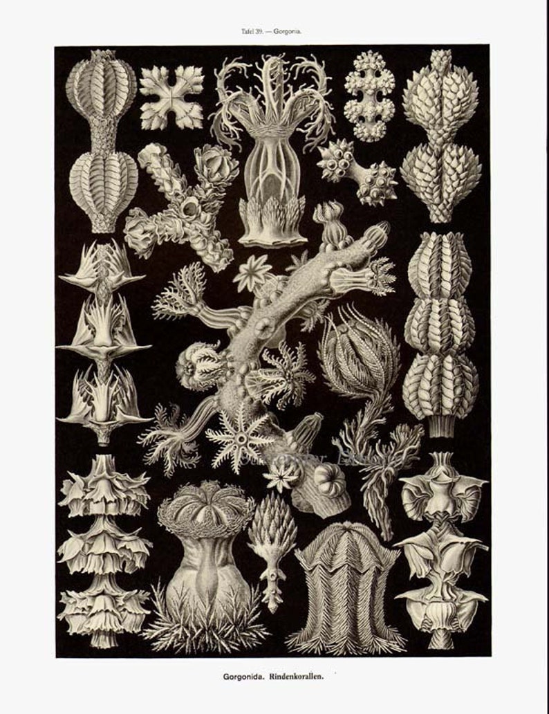 Asteridea Starfish Formations & Barnacles Haeckel Vintage Print Natural History Oceanography Victorian Scientific Lithograph To Frame image 4