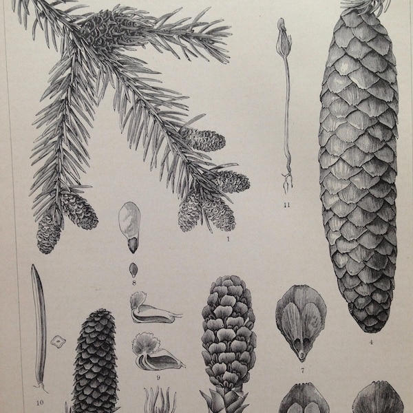 Black Spruce Picea excelsa Antique Botanical Print Germany Steel Engraved Illustration 1906