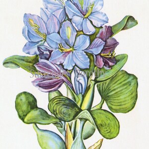 Blue Water Hyacinth Flower Vintage 1950s Botanical Lithograph Art Print To Frame 10 image 2