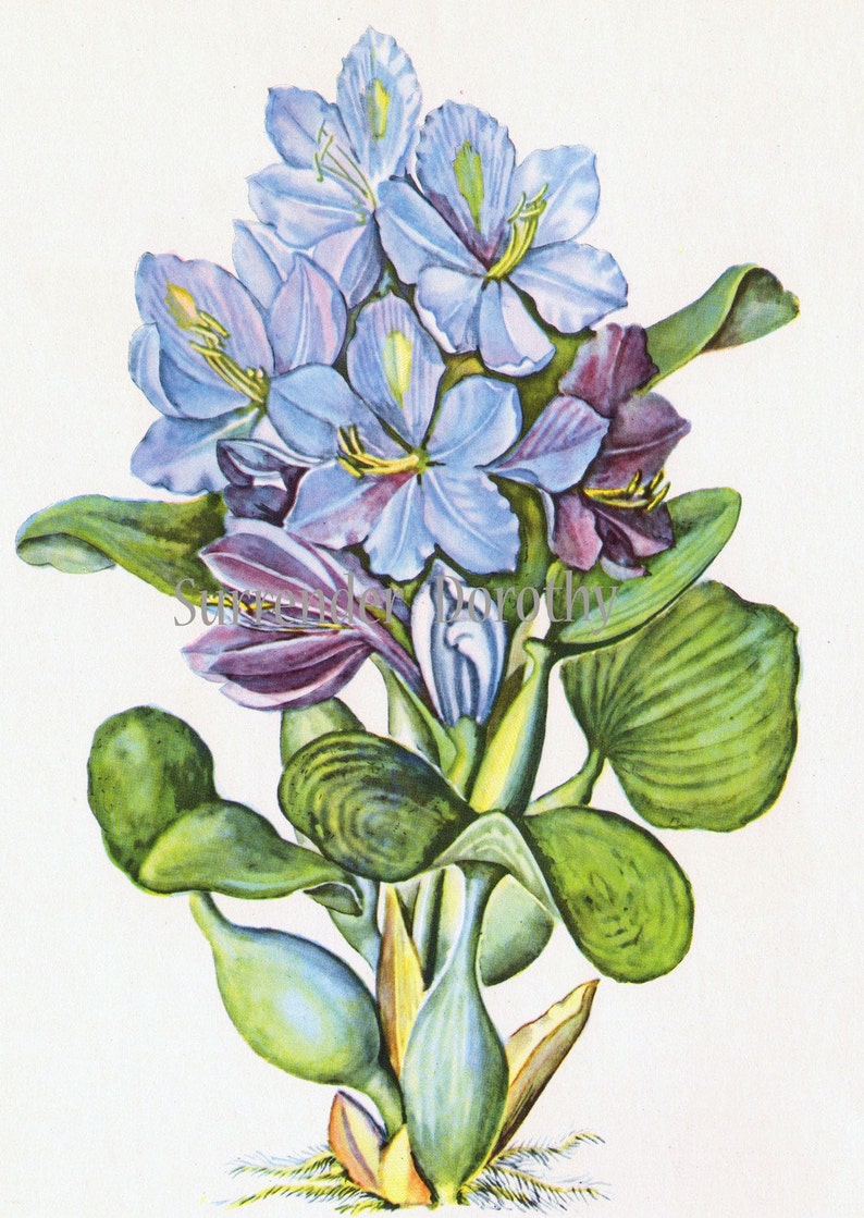 Blue Water Hyacinth Flower Vintage 1950s Botanical Lithograph Art Print To Frame 10 image 2