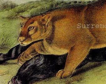 Cougar & Prey Big Cat Lithograph John J Audubon Wild Animal Natural History Illustration To Frame