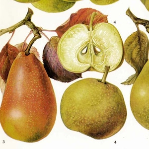 Französische Birnenkarte Obstblumen Botanische Lithographie Essen Illustration für Ihre Vintage Küche 59