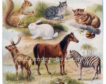 Pair of Antique 1906 Natural History Animals Mammals Book Print