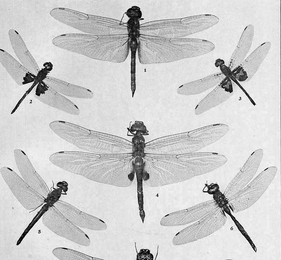 Dragonfly Chart