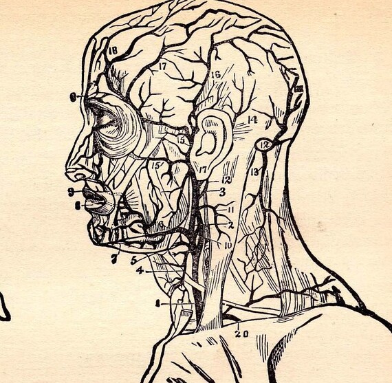 Circulatory System Arteries Human Anatomy 1908 Original | Etsy