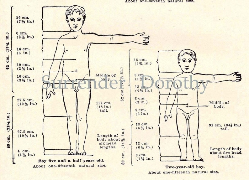 Proportions of A Healthy Child's Body 1905 Edwardian Era Etsy