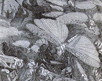 Great Swarm Of Migratory Locusts Antique Art Entomology Vintage Victorian 1887 Natural History Engraving To Frame Black & White