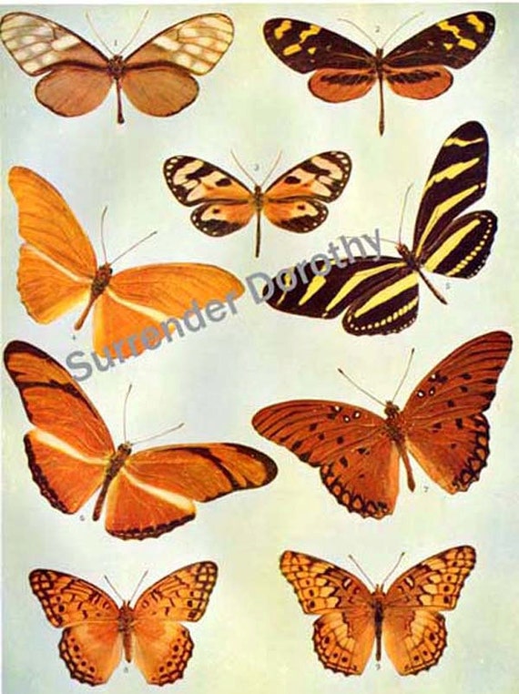 Butterfly Family 1900 Entomology Edwardian Natural History Antique Rotogravure Print Illustration To Frame I