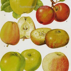 Wild Heirloom Apple Chart Fruit Bloemen Botanische Lithografie Voedsel Illustratie voor uw Vintage Keuken 51