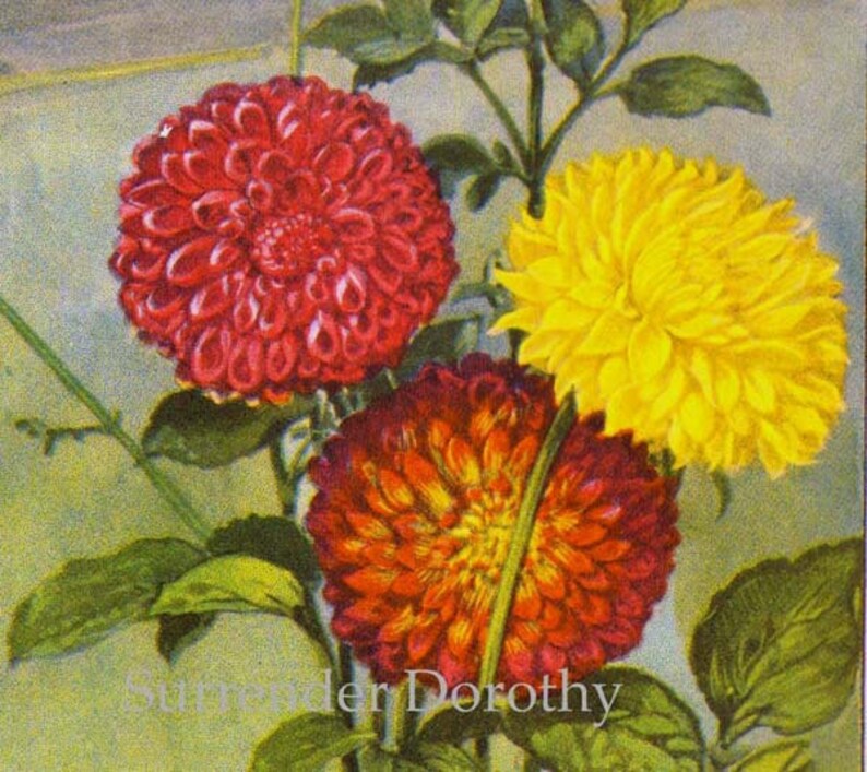 Dahlia Flowers 1920s Country Cottage Garden Old Fashioned Etsy