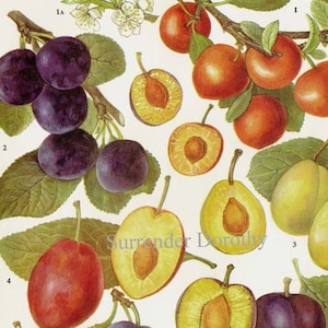 Süße Pflaumen Obstkarte Essen Botanische Lithografie Illustration für Ihre Vintage Küche 69