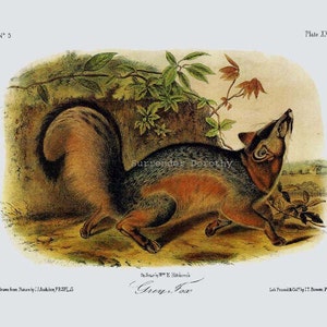 Grey Fox John J Audubon Vintage Wild Animal Natural History Lithograph To Frame image 3