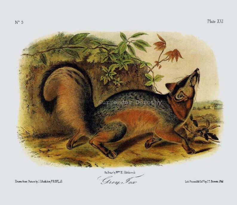 Grey Fox John J Audubon Vintage Wild Animal Natural History Lithograph To Frame image 3