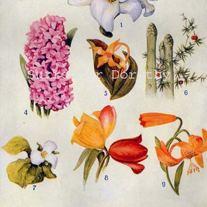Cebola Espargos Tulipa Lírio Vintage Flor Planta Carta Botânica 1911 Era Eduardiana História Natural Litografia Impressão Para Moldura