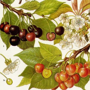 Süße Kirsche ObstKarte Essen Botanische Lithografie Illustration für Ihre Vintage Küche 65