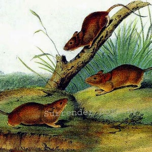 May include: Three brown mice in a natural setting. One mouse is perched on a branch, another is on the ground, and the third is running across a grassy area.