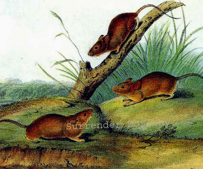 May include: Three brown mice in a natural setting. One mouse is perched on a branch, another is on the ground, and the third is running across a grassy area.