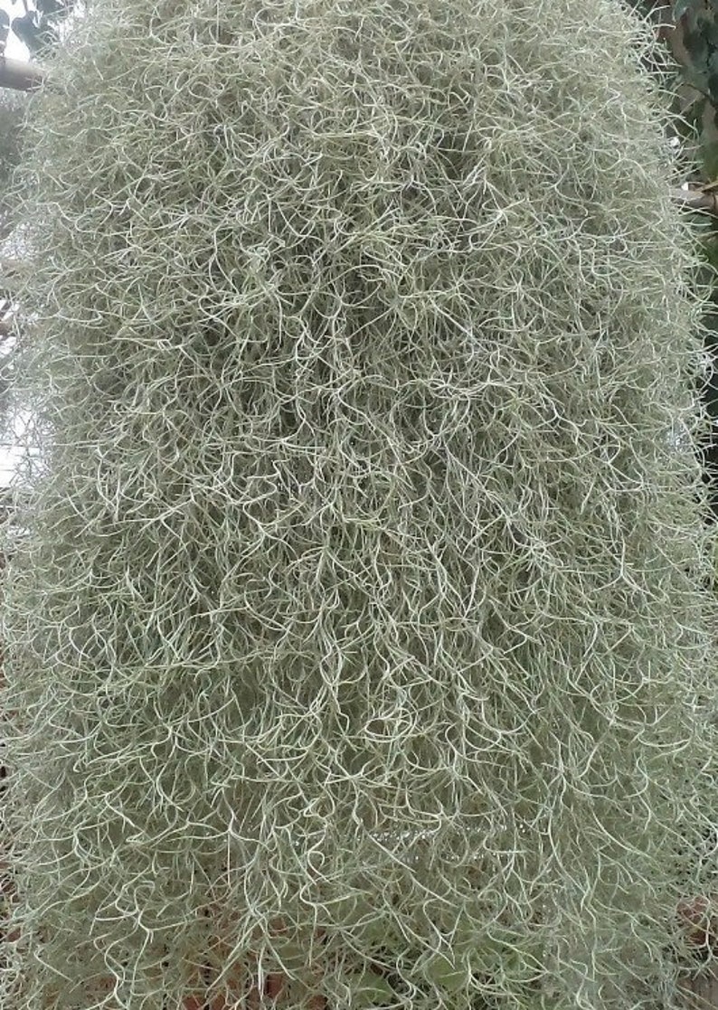 Florida Grown Spanish Moss. - Etsy