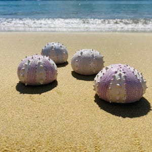Puede incluir: Cuatro conchas decorativas de erizo de mar en tonos lavanda, blanco y gris están dispuestas en una playa arenosa. Las conchas tienen una superficie texturizada con pequeñas púas que sobresalen. El océano y el cielo son visibles en el fondo.
