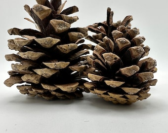 Pinecones | Hamster | Gerbil | Rat | Mouse | Vivarium | enrichment | Spray