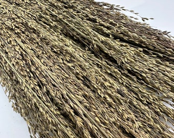 Pagima Spray for Hamsters | Rats | Mice | Birds