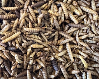 Larvas de mosca negra secas para mascotas pequeñas / hámsteres / ratas / ratones / jerbos / aves / fauna silvestre / erizos