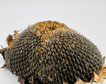 Sunflower Head spray Hamster,  Rat, Mouse, Gerbil & Bird Spray