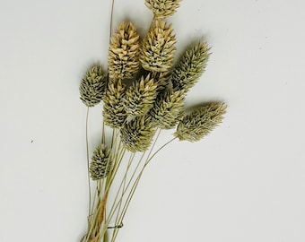 Phalaris Spray | Hamster | Rats | Mice | Birds  Natural treat and enrichment