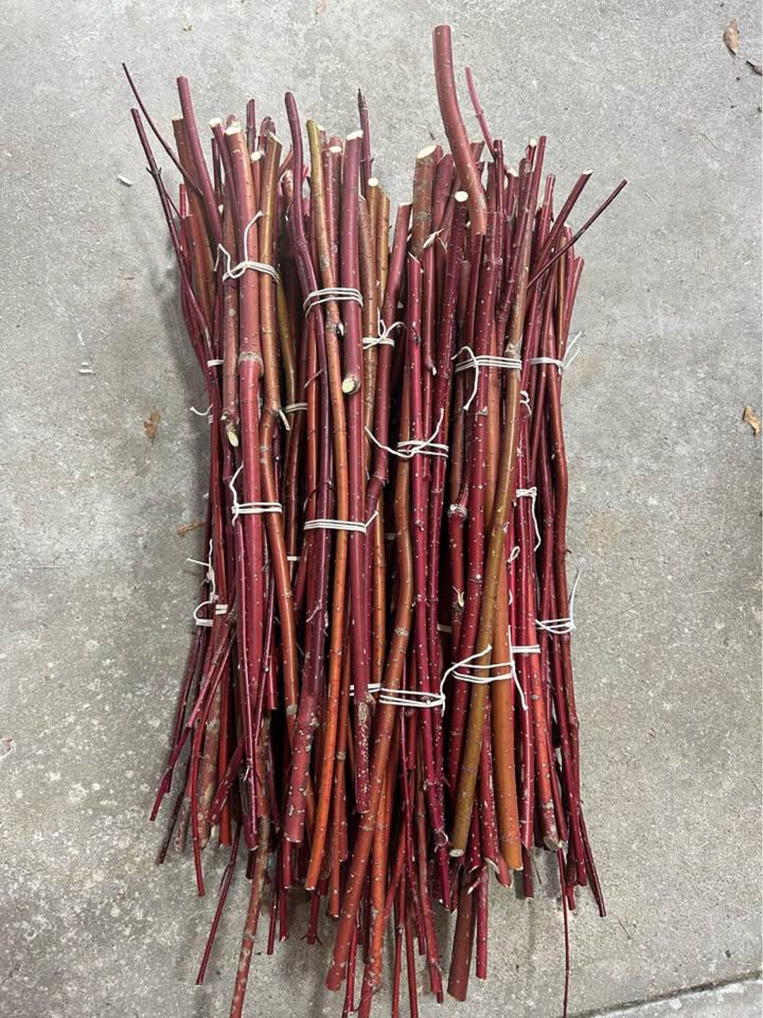 Deer Rooting Red Osier Dogwood 12