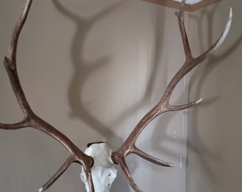 Percha para cráneo de alce europeo