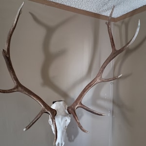 Op de afbeelding: Een gemonteerde elandenschedel met grote geweien. De geweien zijn lichtbruin van kleur en de schedel is wit.
