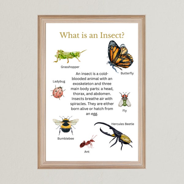 What is an Insect? - Animal Group Posters  - Classroom Decor Nature Study Educational Prints DIGITAL DOWNLOAD