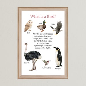 ¿Qué es un pájaro? - Carteles de grupos de animales - Decoración del aula Estudio de la naturaleza Impresiones educativas DESCARGA DIGITAL