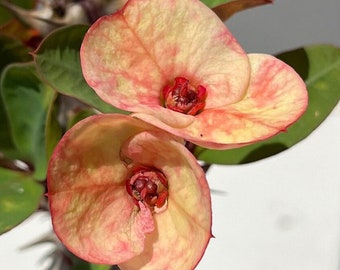 Puttaraksa - Thai Hybrid Euphorbia Milii/Crown of Thorns/Christ Thorn Plant/Corona de Cristo